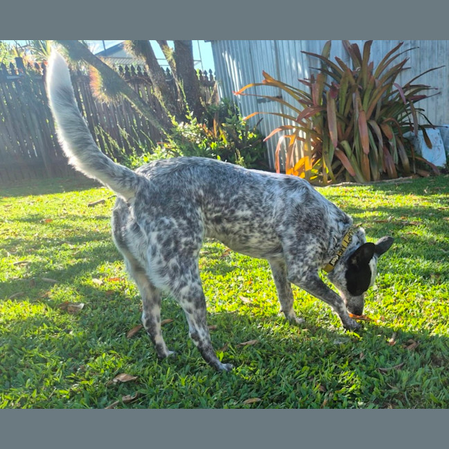 Photo of Posie