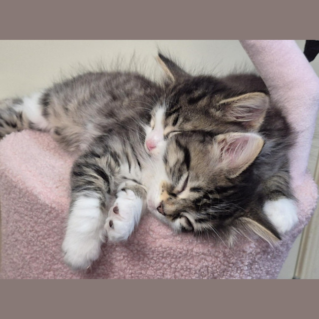 Photo of Clover & Charlie 🌺💙