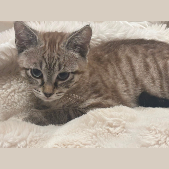 Photo of Brown Bear Meet Me@Petstock Carrum Downs Store