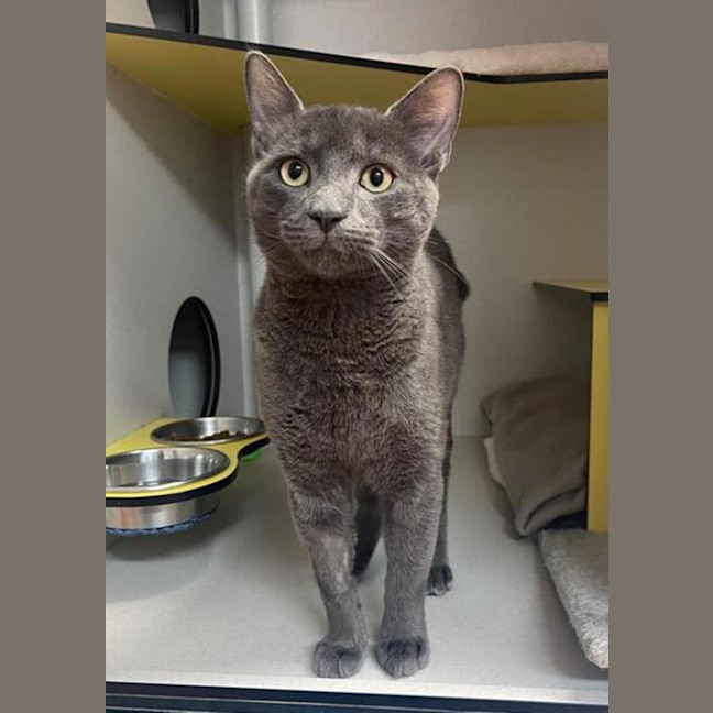 Photo of Atlas 