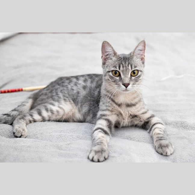 Photo of Willow
