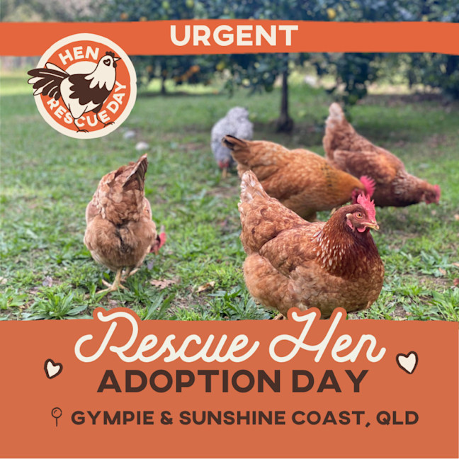Photo of Rescue Hens