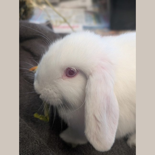 Photo of Minnie Moo