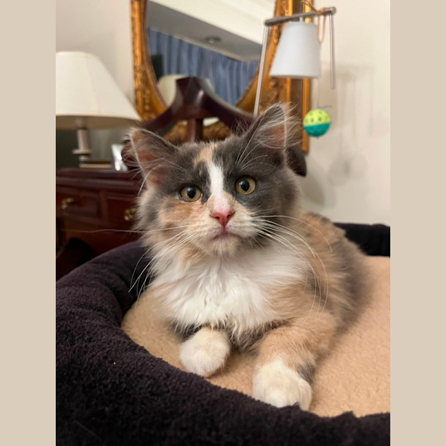 Photo of Fluffy