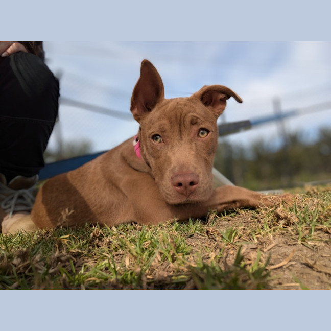 Photo of Jade Imp 1699