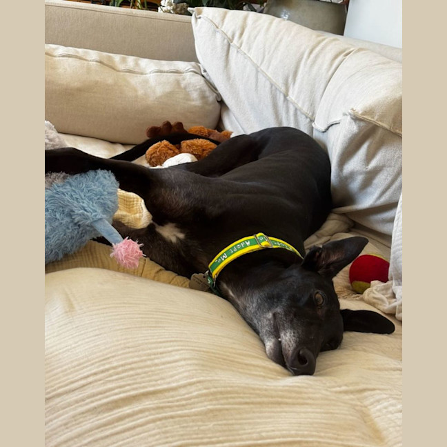 Photo of Bella