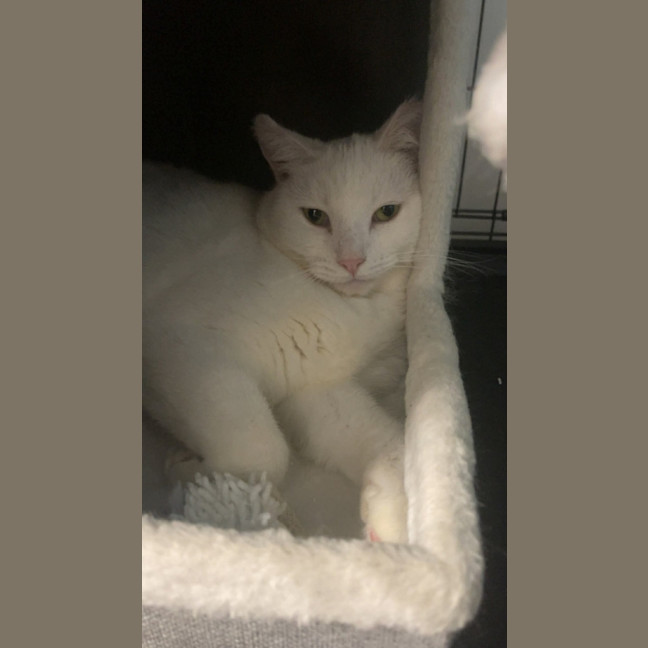 Photo of Jasmine 