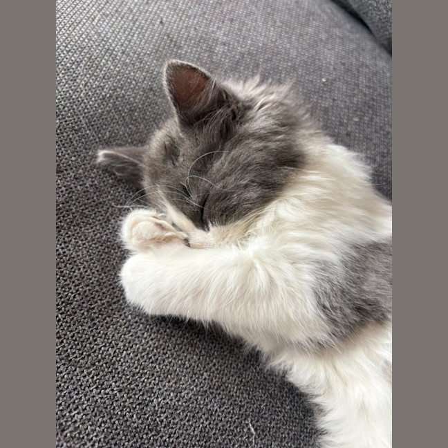 Photo of Geoffrey