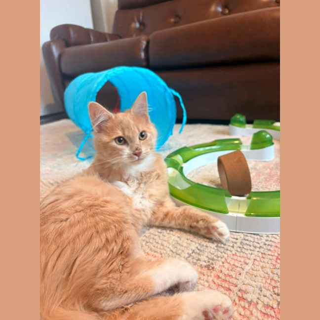 Photo of Ember (Was Creamy)