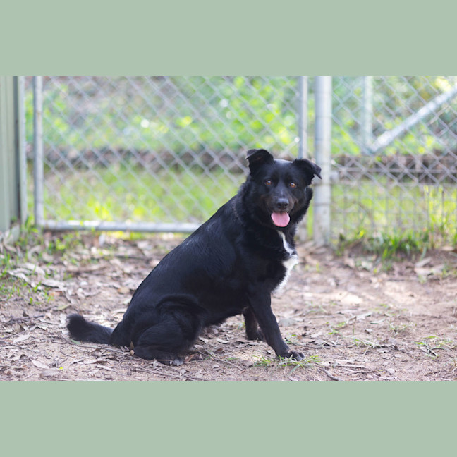 Photo of Koda
