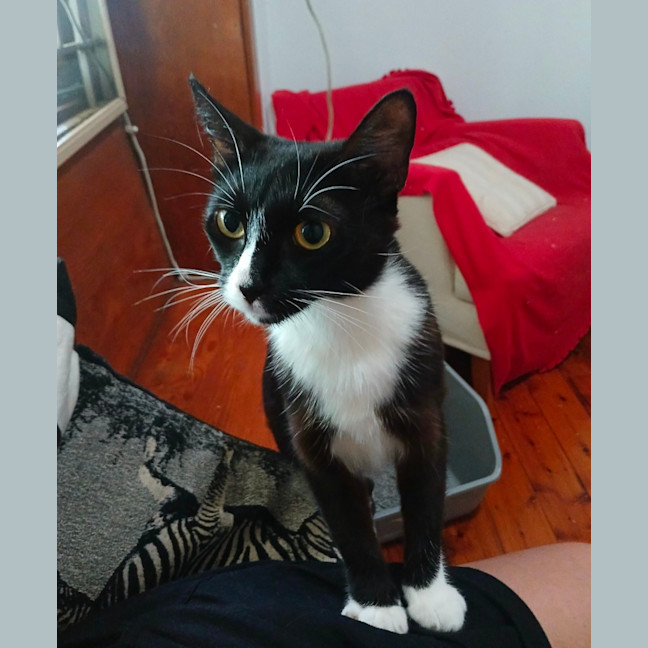 Photo of Pisia