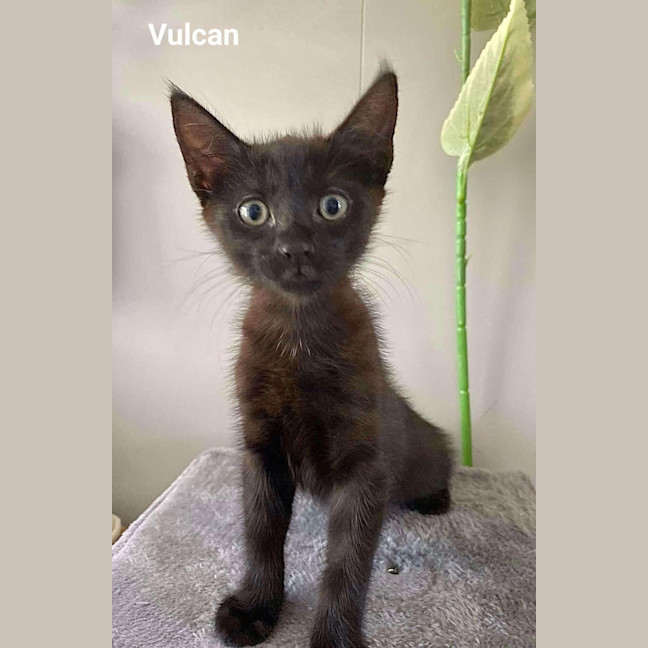 Photo of Vulcan