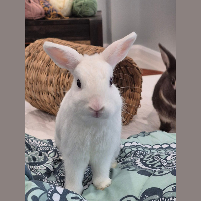 Photo of Basil (W Olive)