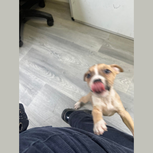 Photo of Cinnamon