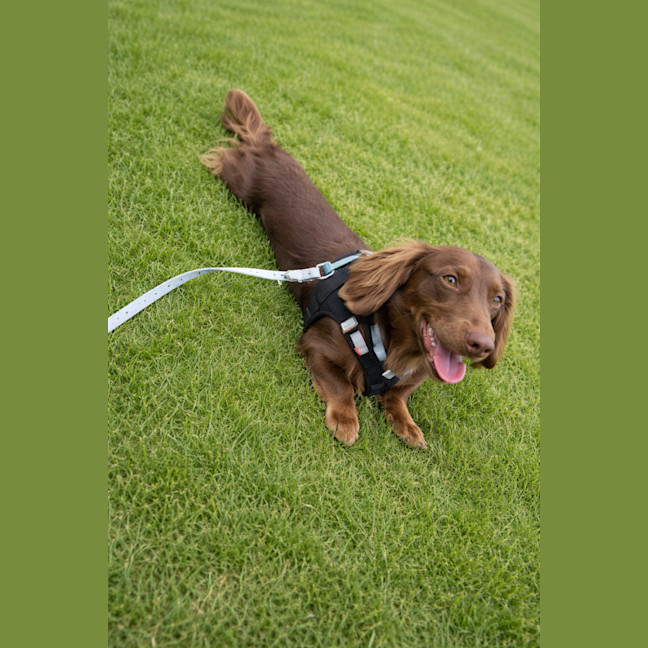 Photo of Milo