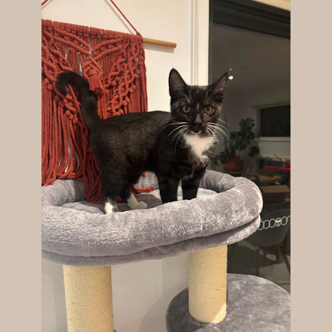 Photo of Xavier Meet Me@Petstock Chelsea Store 8/5