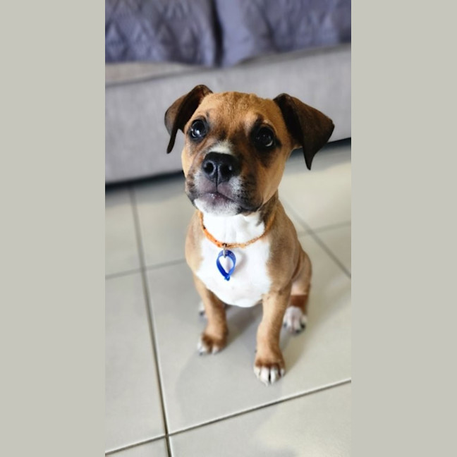 Photo of Lilly   3 Month Old Kelpie X Staffy