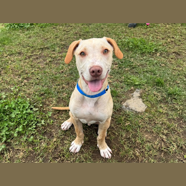 Photo of Draco Imp 2141