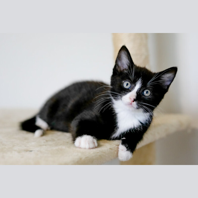 Photo of Domino