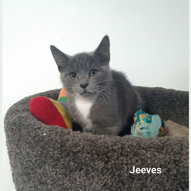 Photo of Jeeves