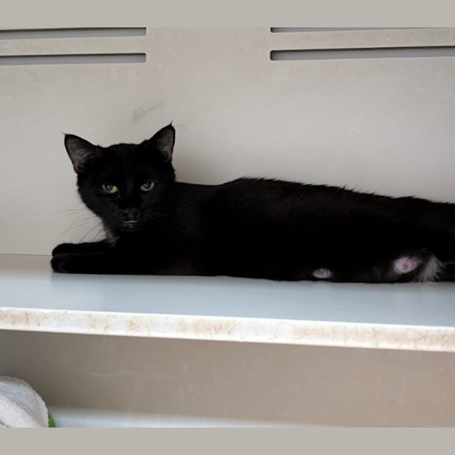 Photo of Lynley Dodd