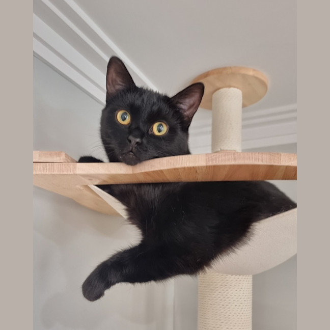 Photo of Bonnie *Fostered In Perth