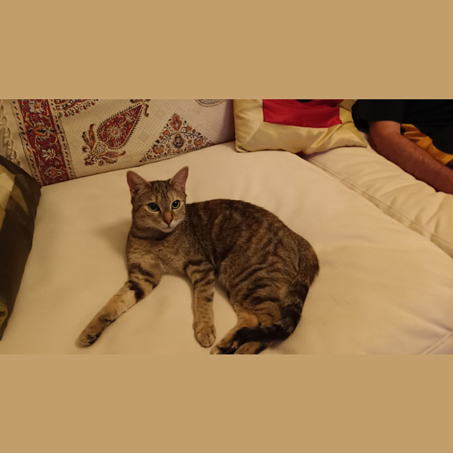 Photo of Jellycat