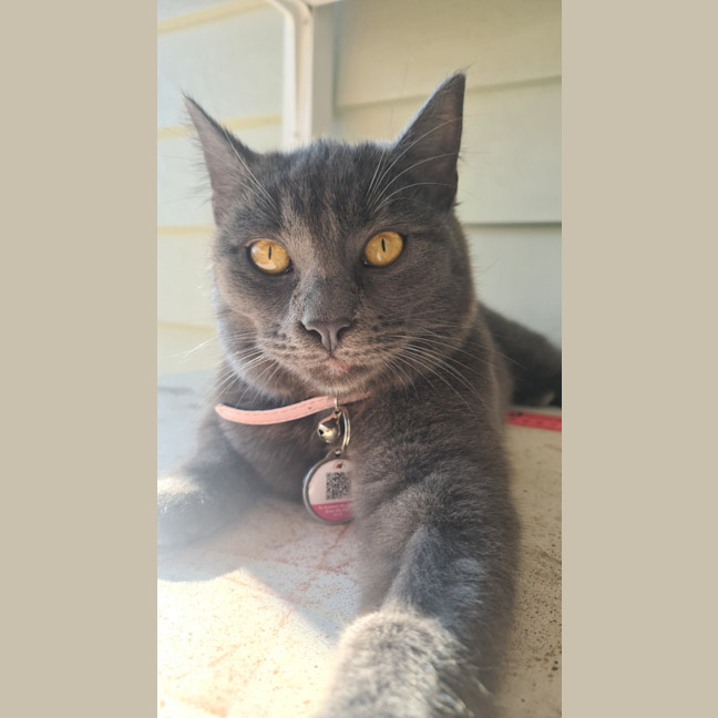 Photo of Isla – The Velvet Paw Dictator