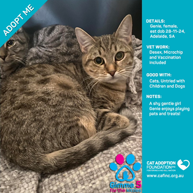 Photo of Genie Just $100 Limited Time!