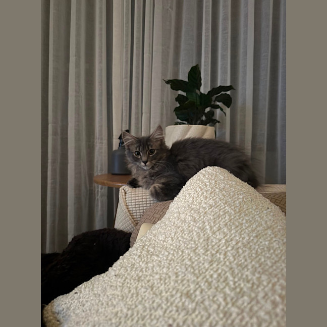 Photo of Tango