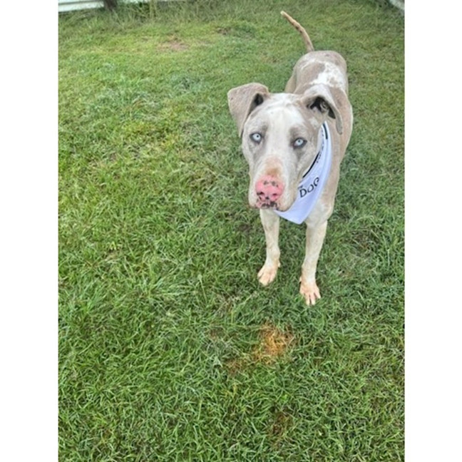 Photo of Napoleon *$250 Adoption Fee*