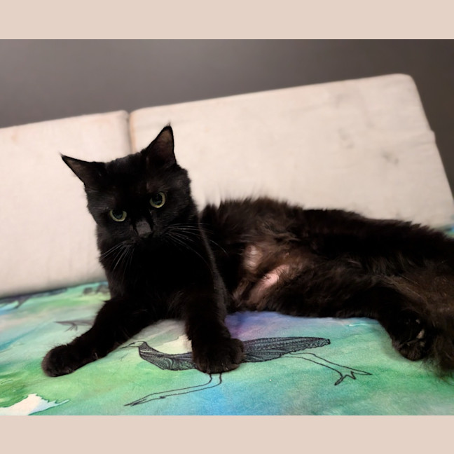 Photo of Velvet