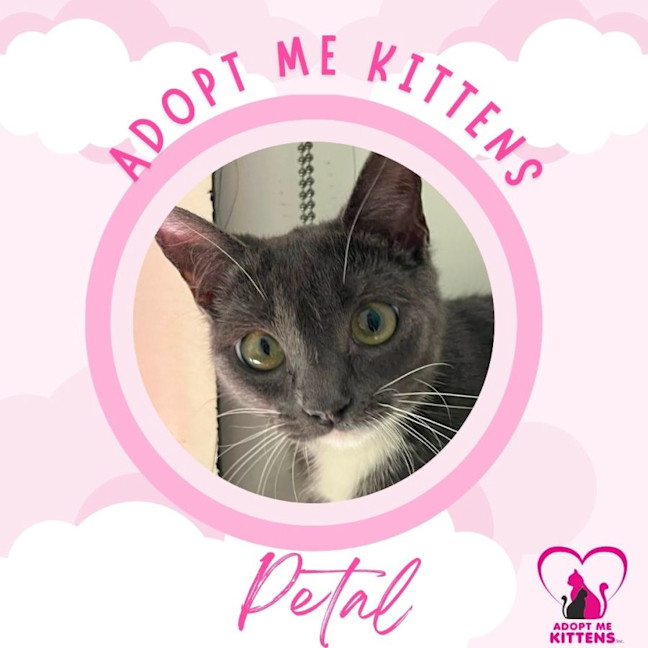 Photo of Petal 2