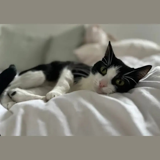 Photo of Amora