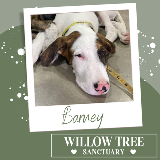 Photo of Barney 