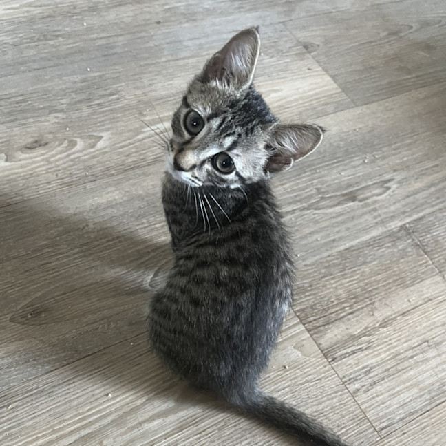 Photo of Foggy