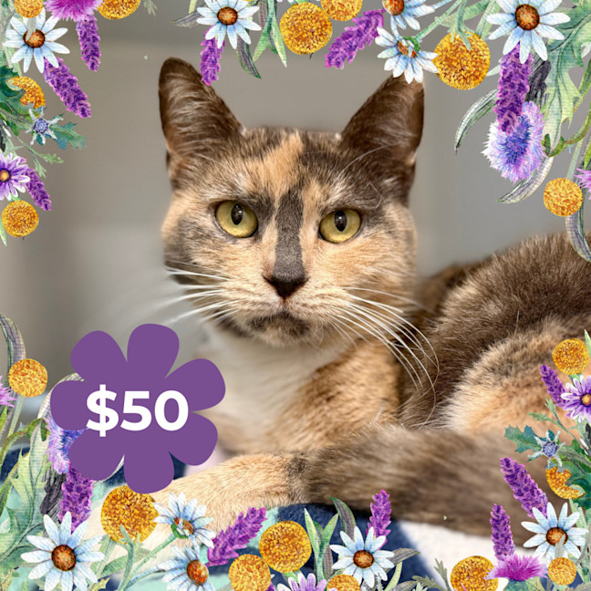 Photo of Fairy Bread