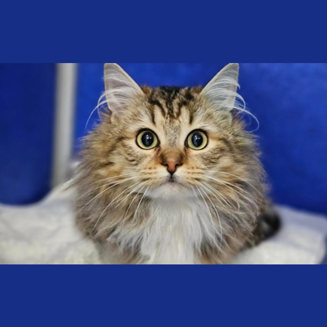 Photo of Nala