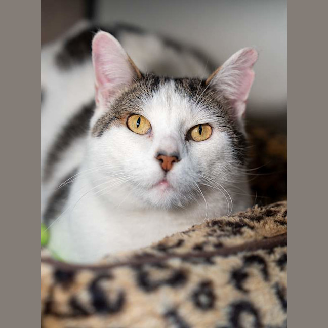 Photo of Theodore