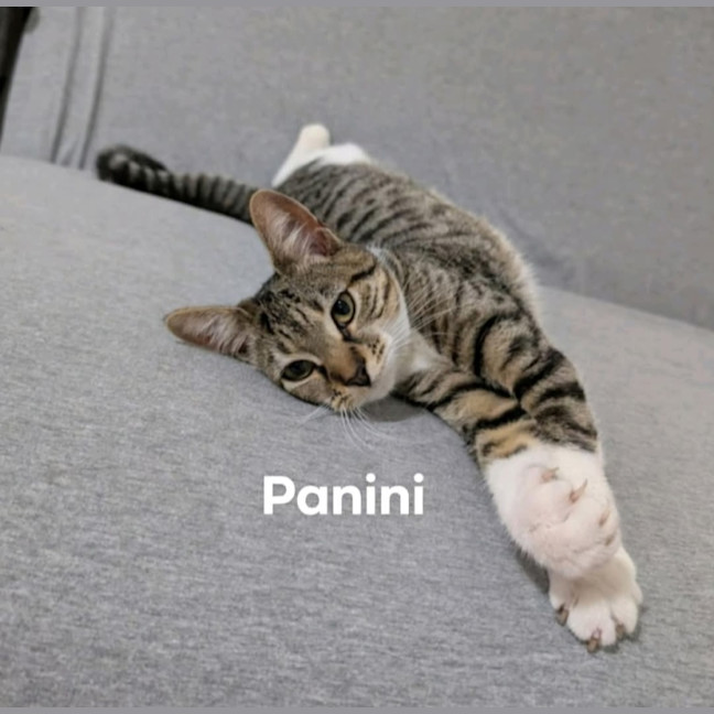 Photo of Panini