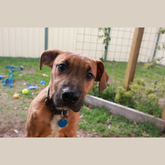 Photo of Honey