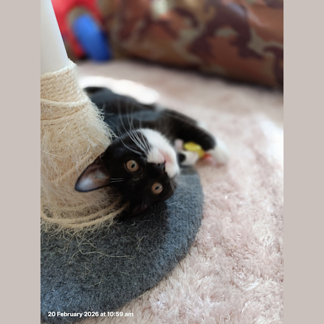 Photo of Princess Sparkles