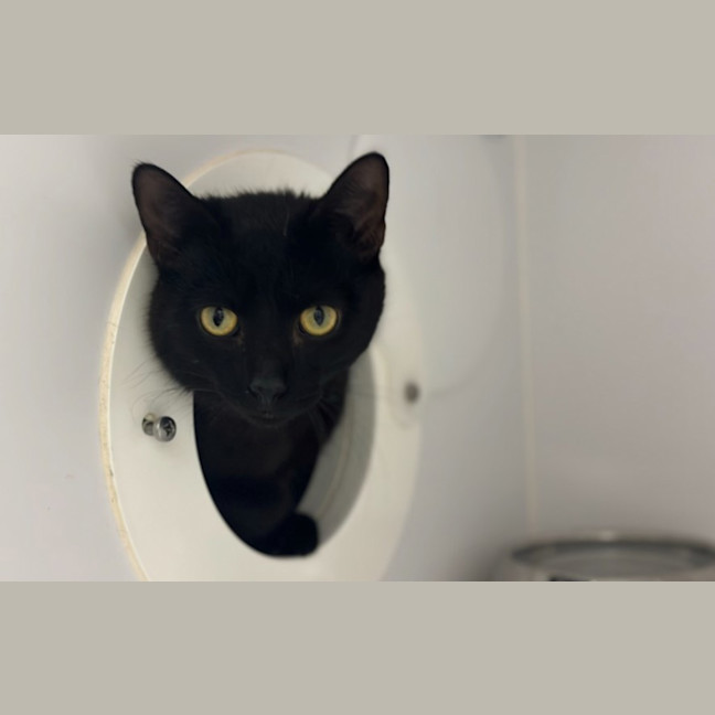 Photo of Zorro