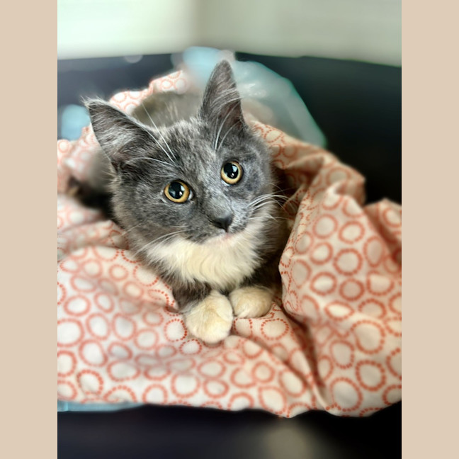 Photo of Skylar   Cat