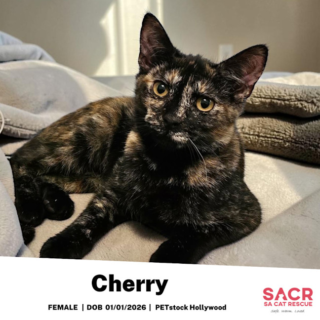 Photo of Cherry