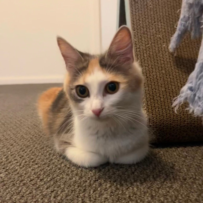 Photo of Pancake