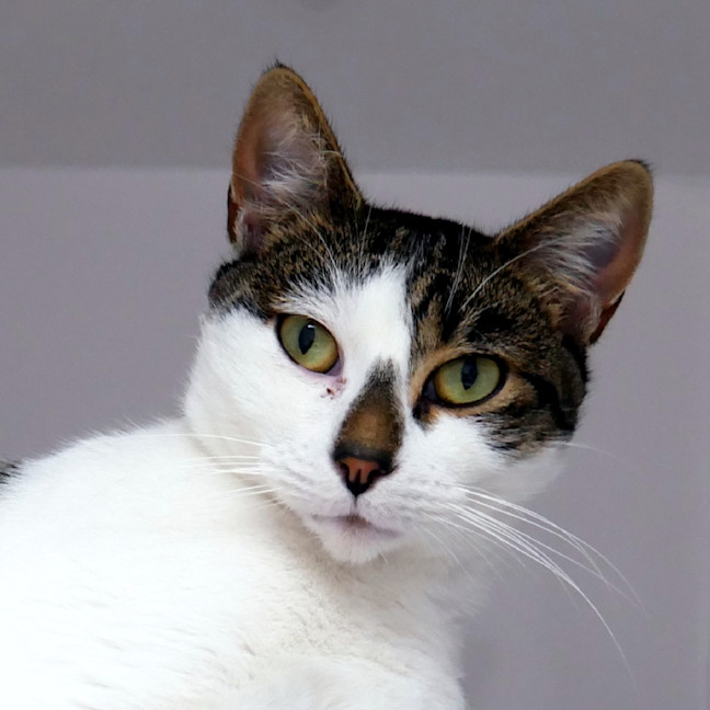 Photo of Freckles Sta014877