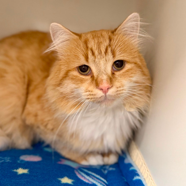 Photo of Pancake