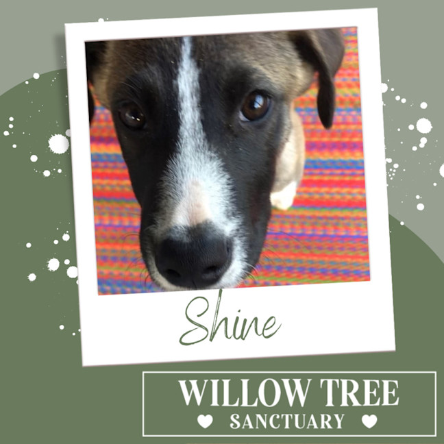 Photo of Shine