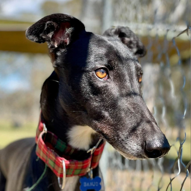 Photo of Banjo The Greyhound
